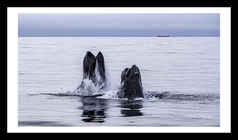 Baleines - Noreg 2019 - 20h11m39s