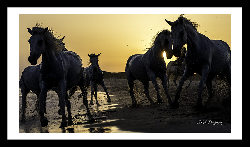 Crins blancs - Camargue 2020 - 20h30m20s