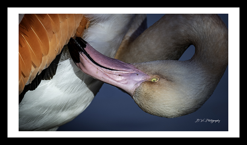 Bec et plumes - Camargue 2020 - 17h00m20s